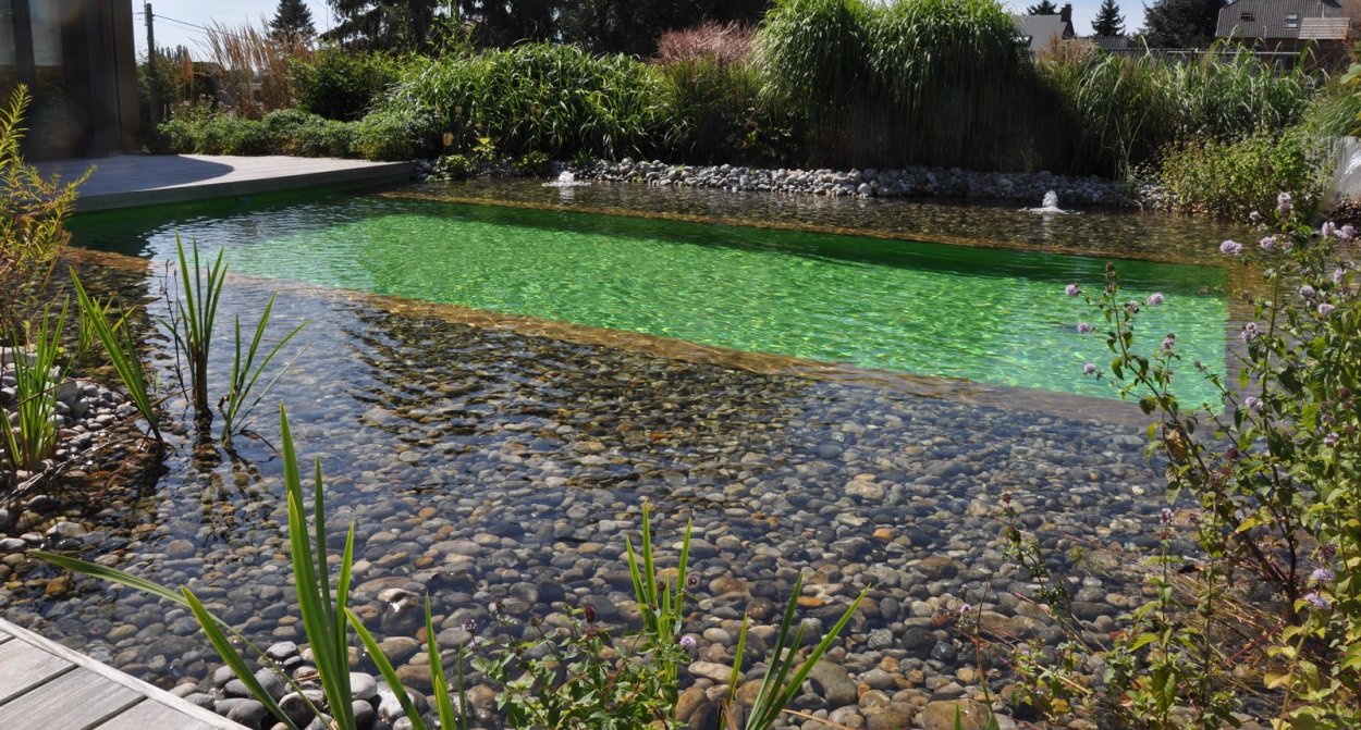 Растения для биоплато для пруда