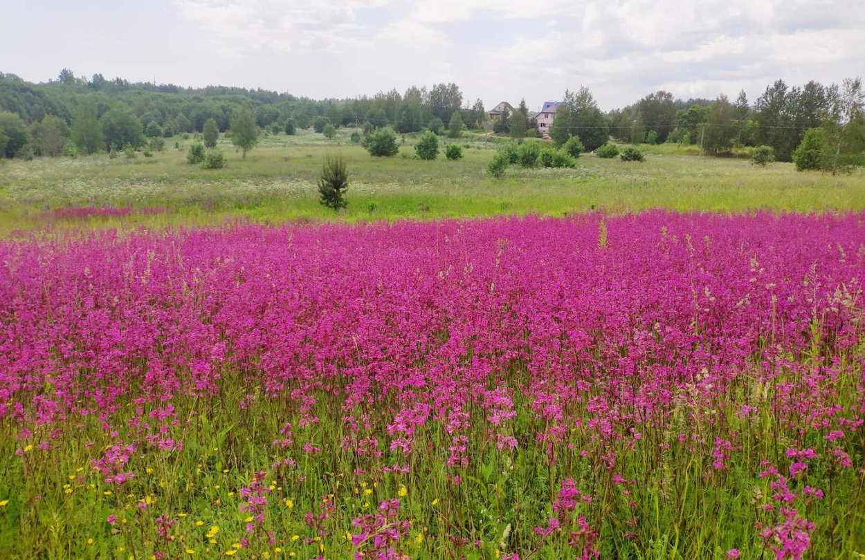 Цветущая Смолянка