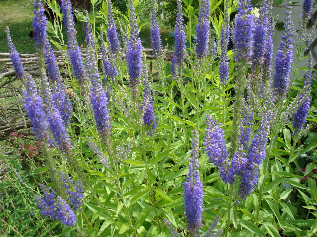 Многолетники Вероника длиннолистная