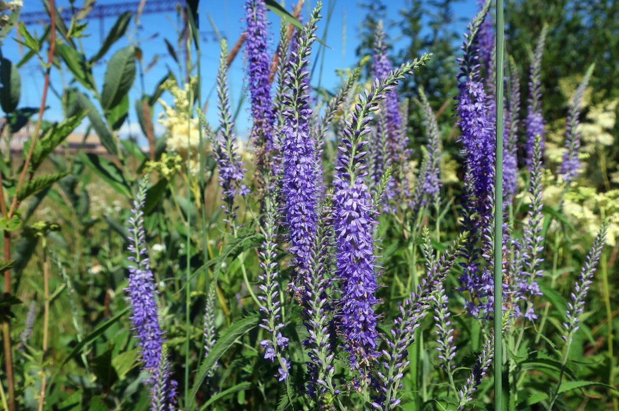 Смолка обыкновенная