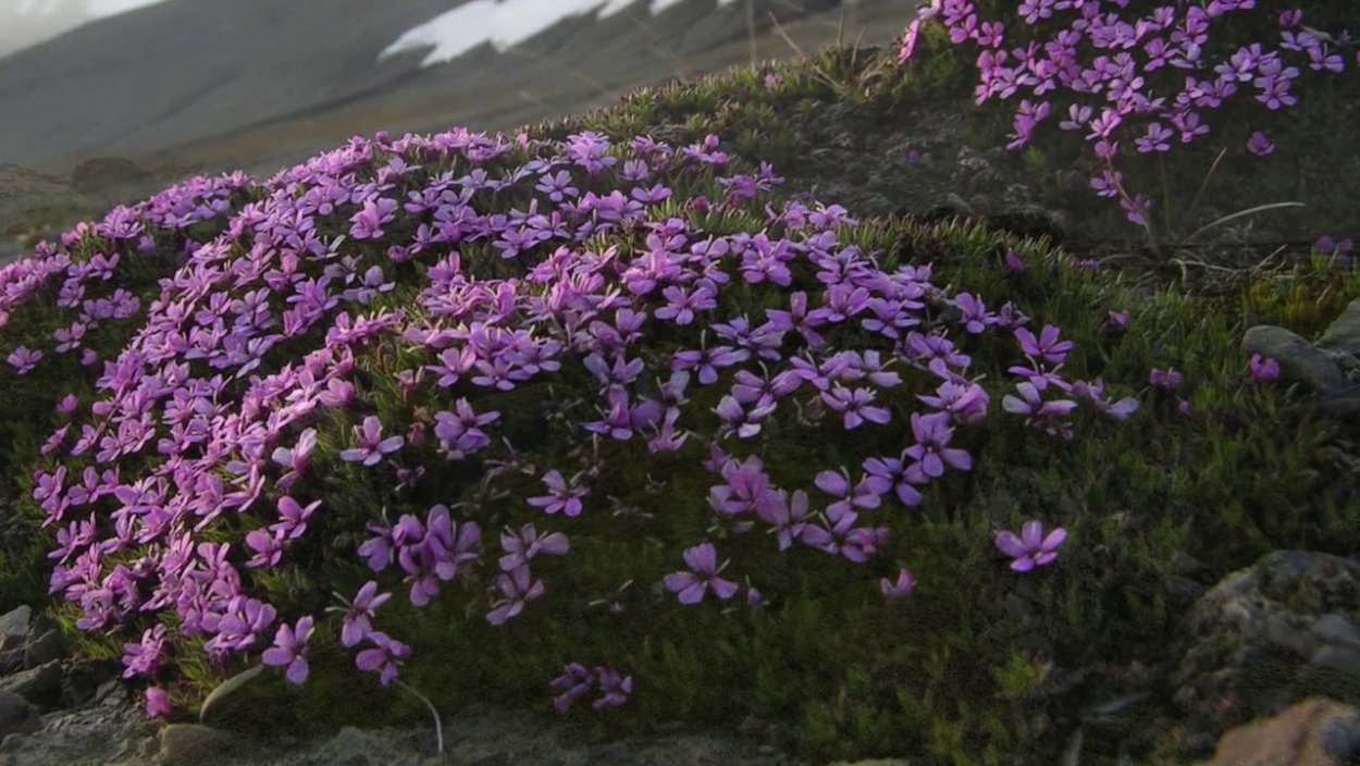 Монарда многолетняя