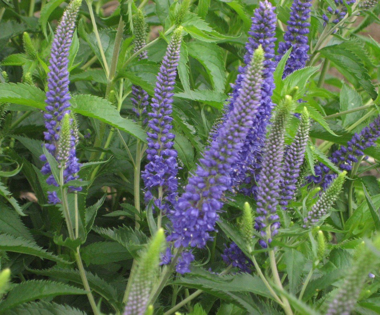 Вероника длиннолистная Полевая