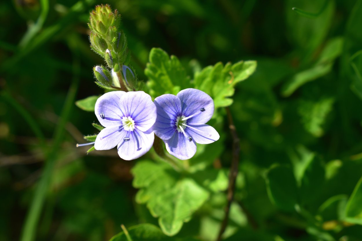 Смолёвка хлопушка обыкновенная