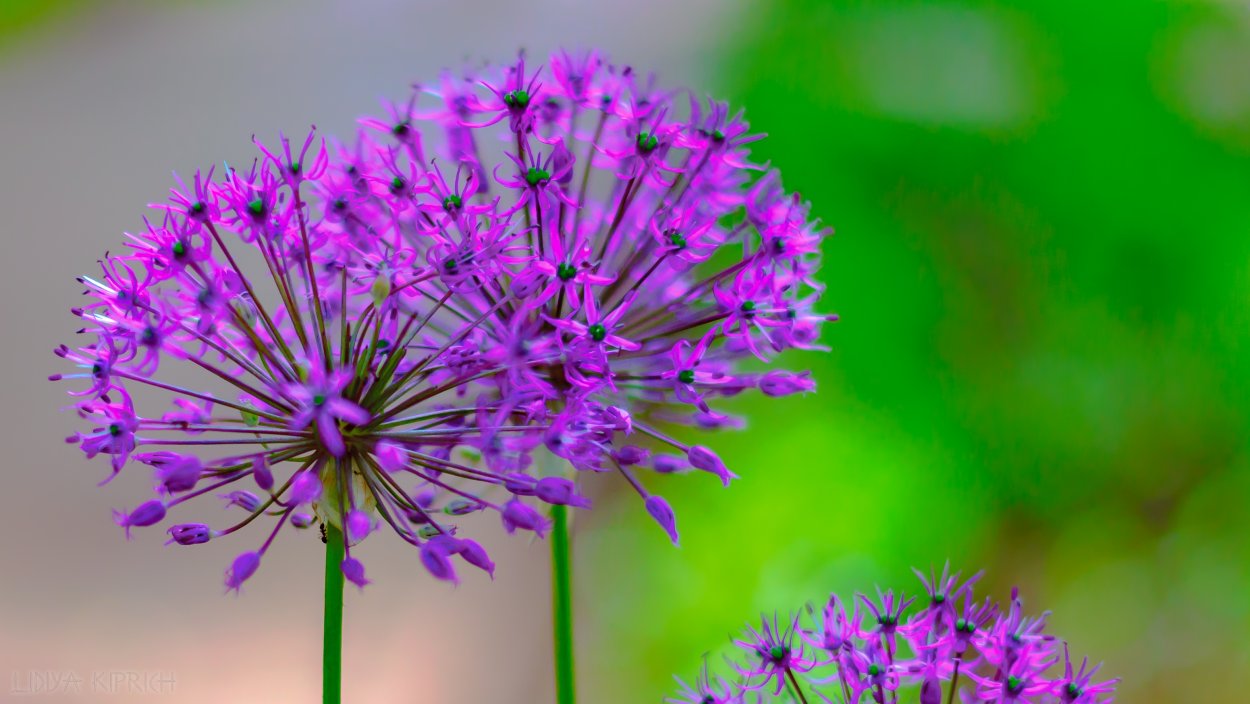 Смолка Луговая