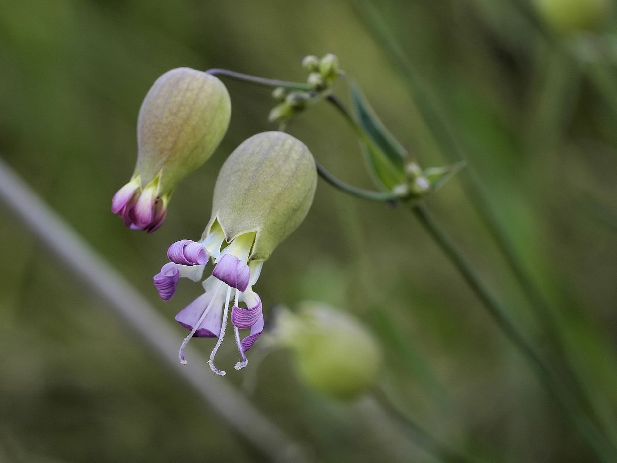 Люпин многолистный