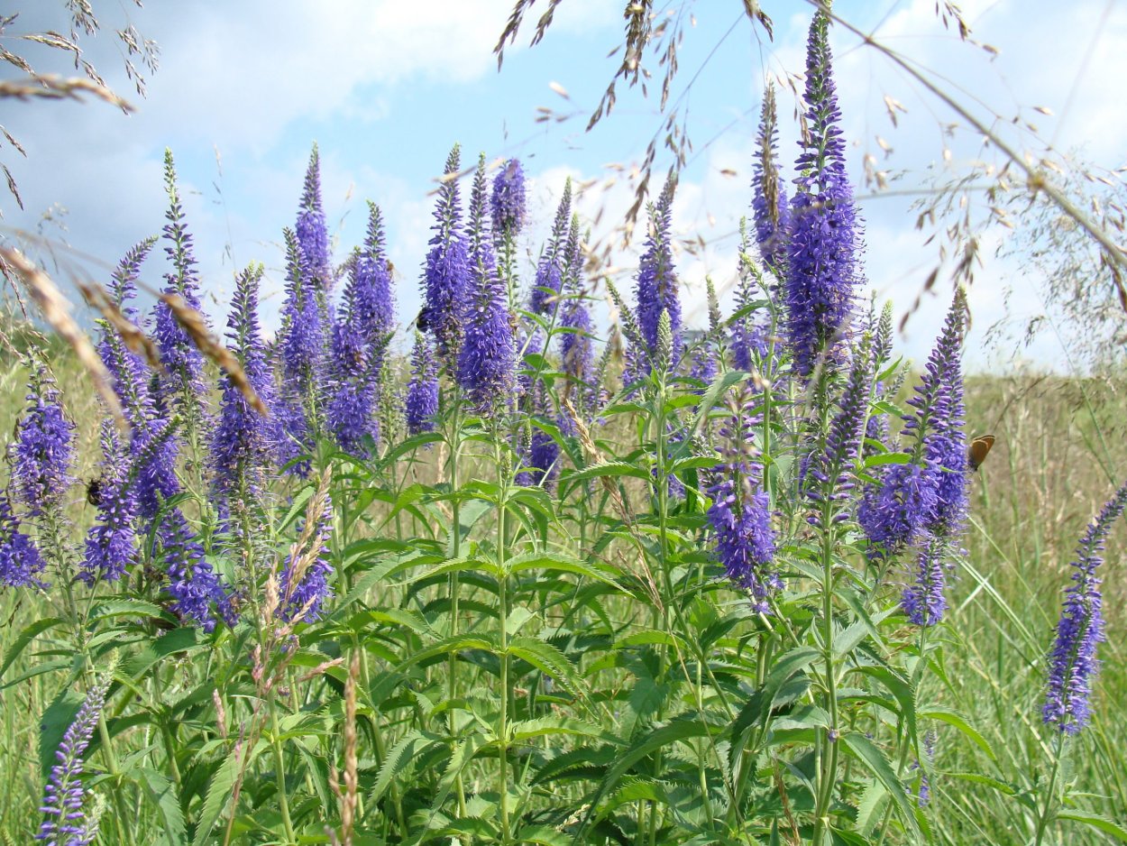 Иссоп синий зверобой