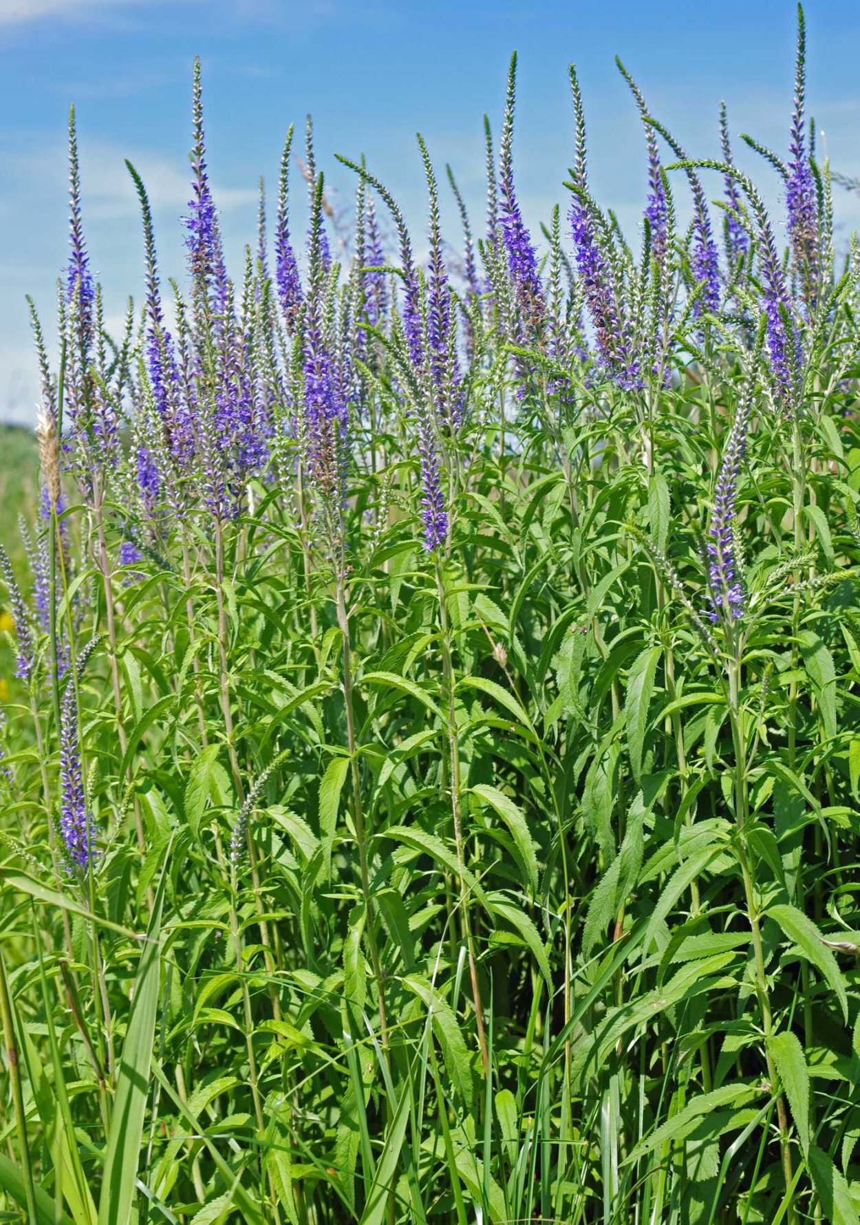 Ульяновск поле люпинов