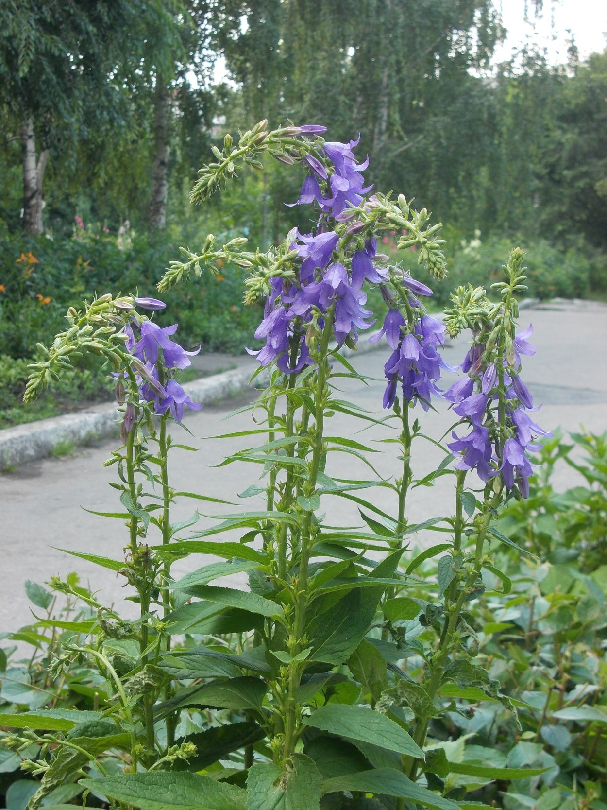 Смолёвка поникшая