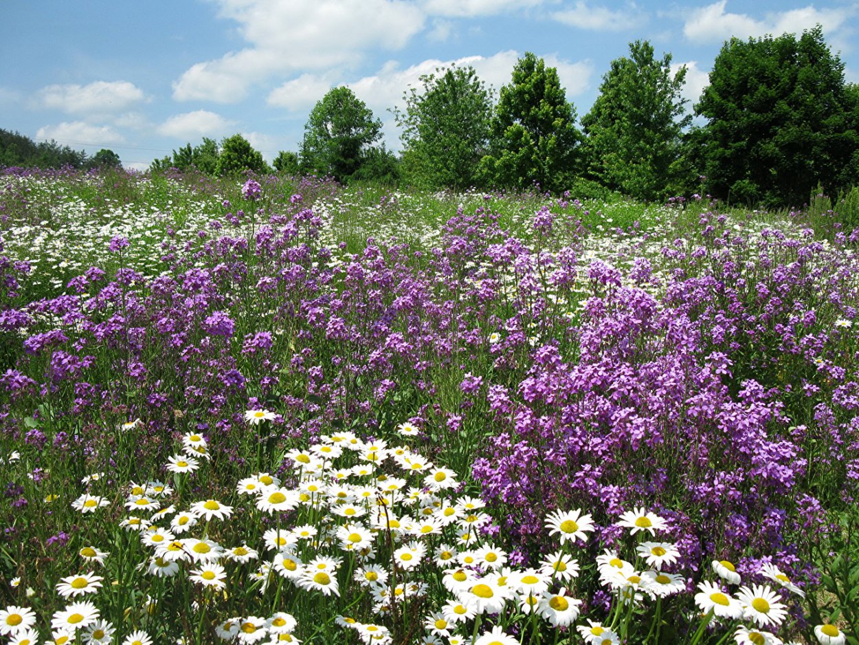 Сердечник Луговой (Cardámine praténsis)