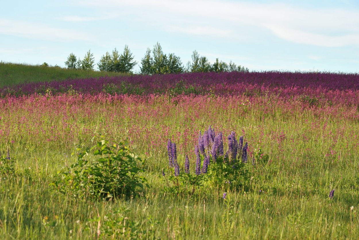 Вероника длиннолистная Alba