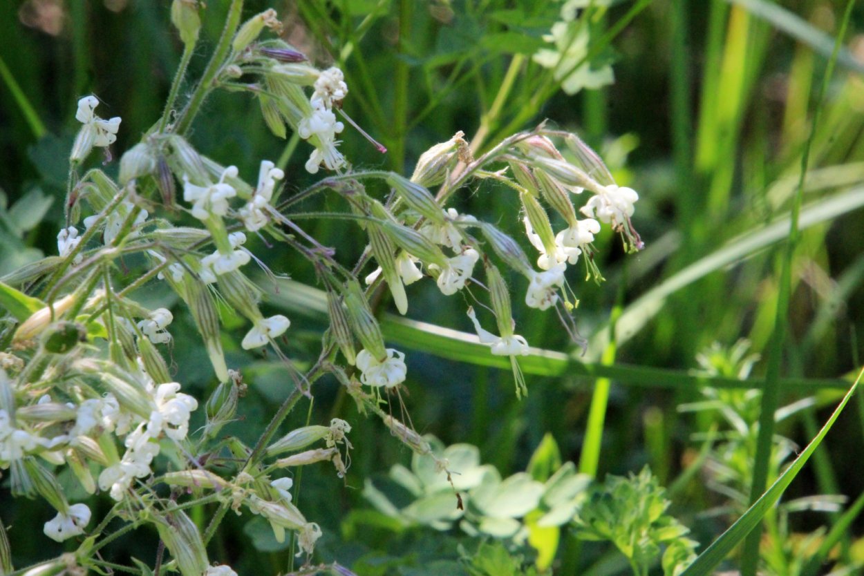 Смолка махровая многолетник