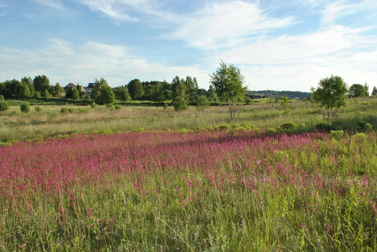 Смолянка трава