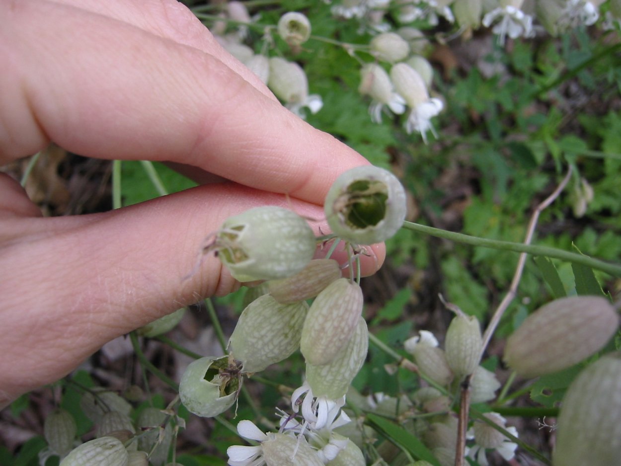 Лекарственная трава Смолянка