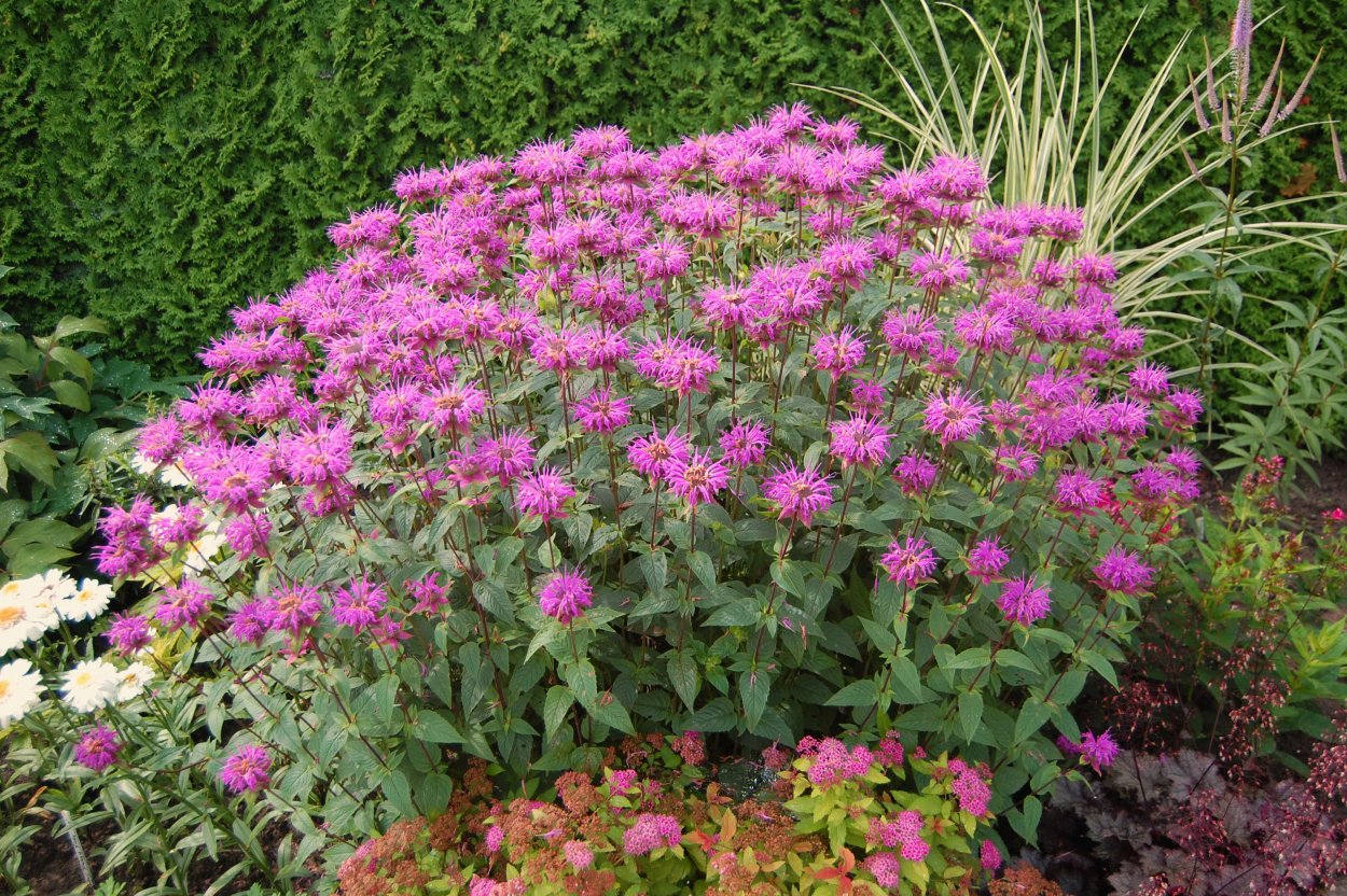 Гортензия и астильба