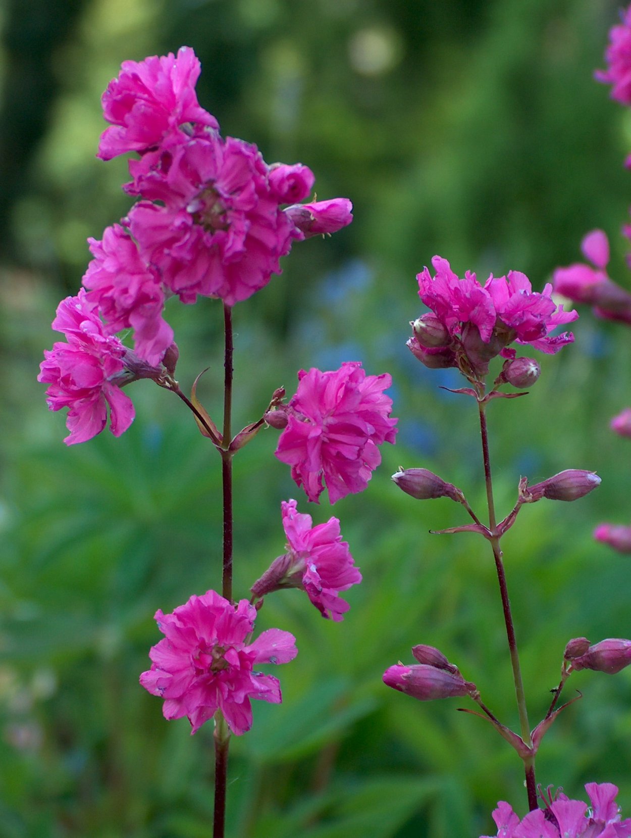 Трава Полевая трехлистная