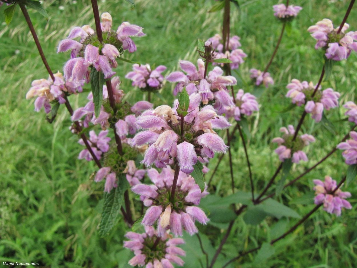 Смолевка обыкновенная семена