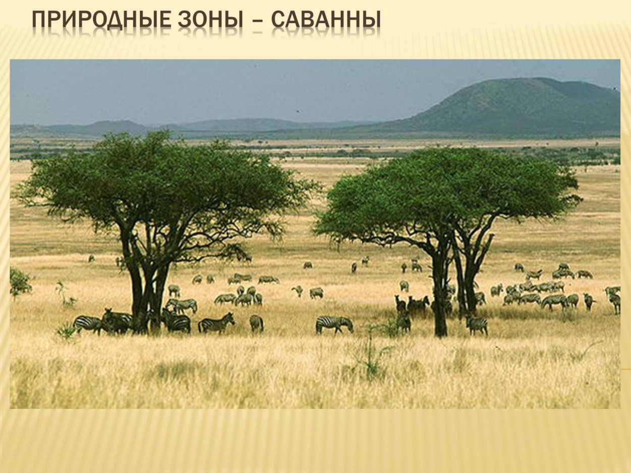 Пальма Агава