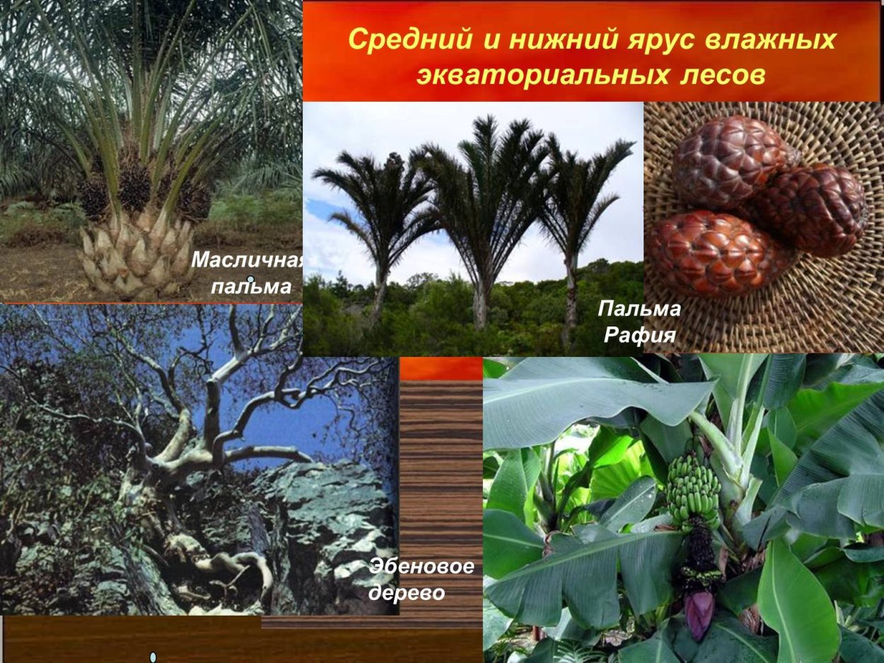 Эндемики Австралии Флора