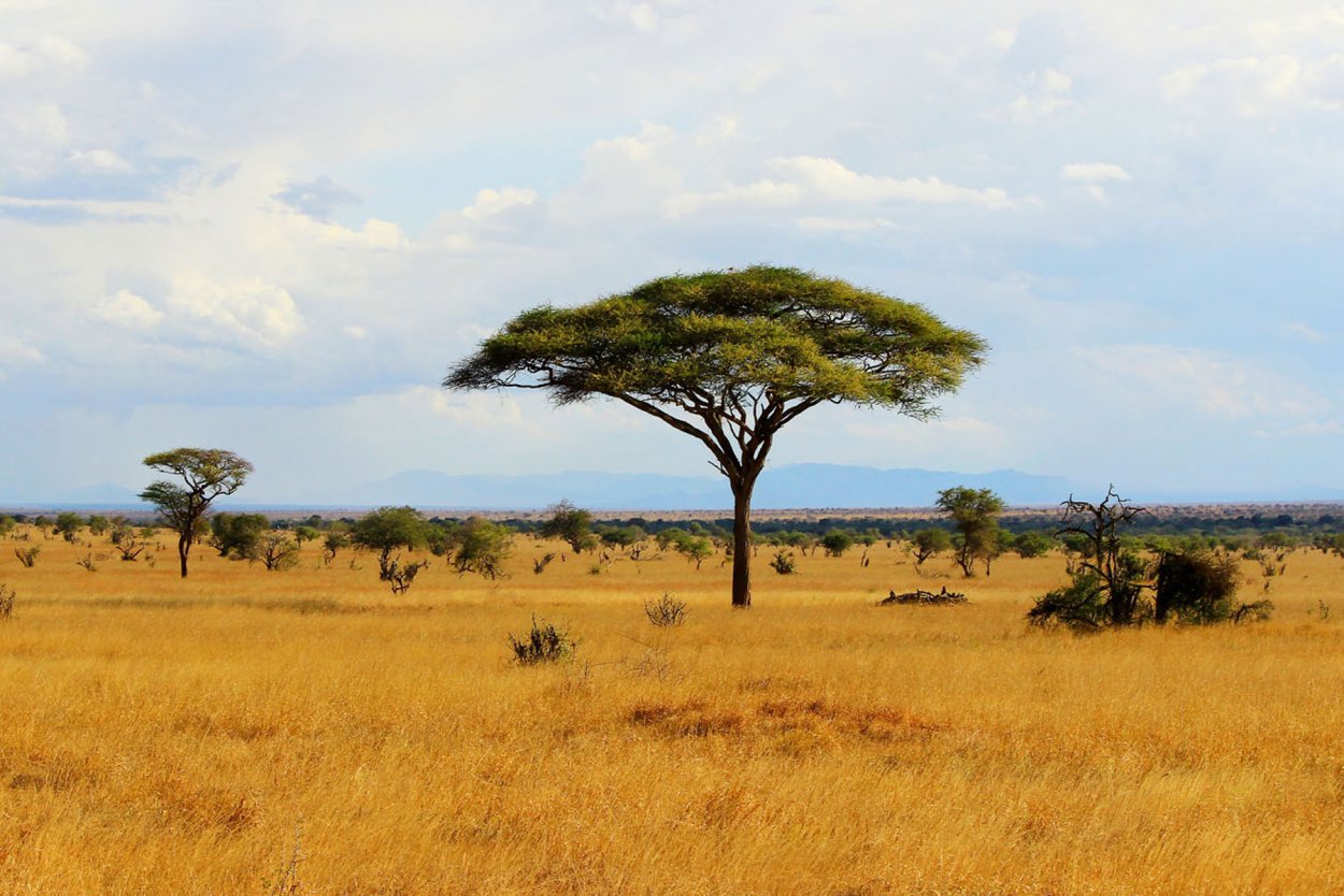 Савана атлас животного мира