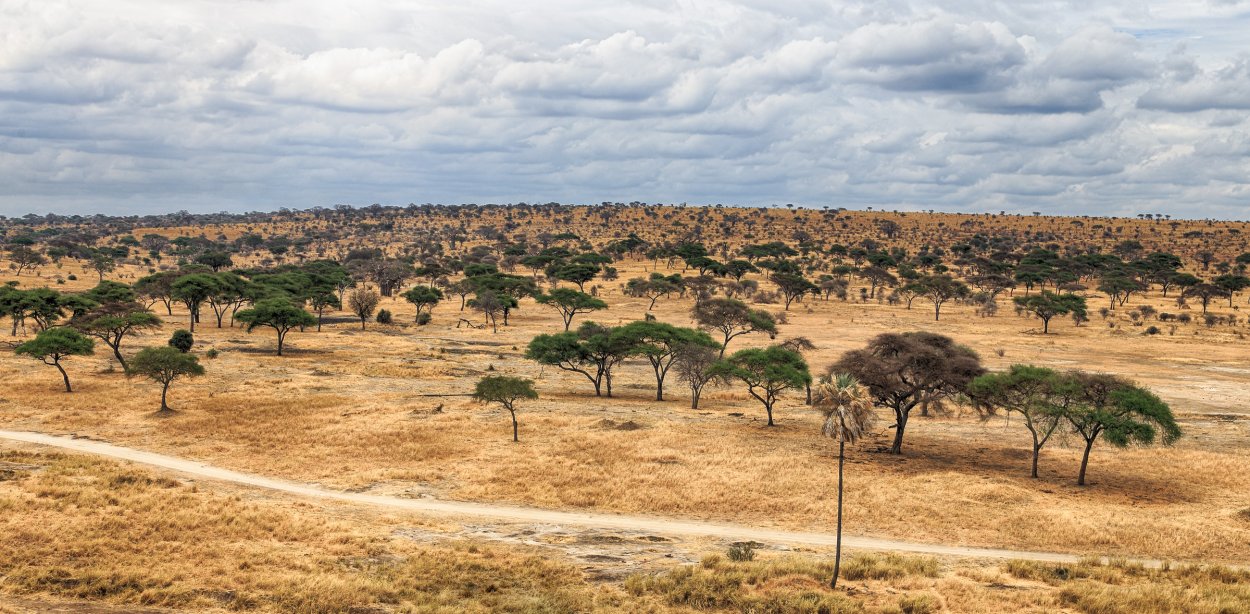 ЮАР Саванна