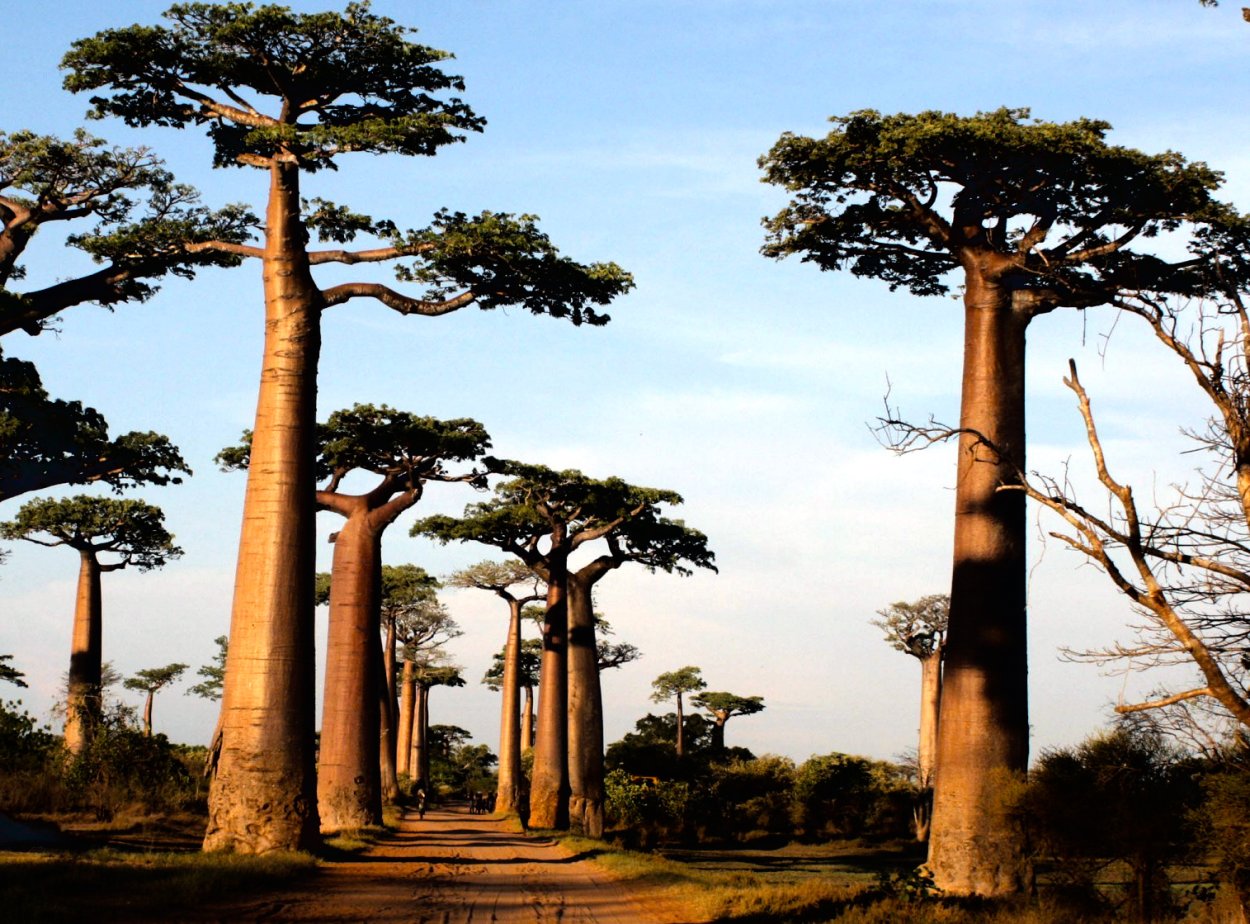 Акации в Африке саванны