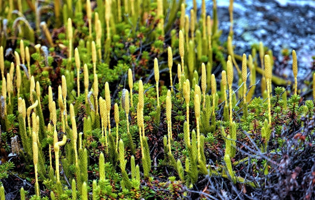 Антеридии и архегонии Кукушкин лен