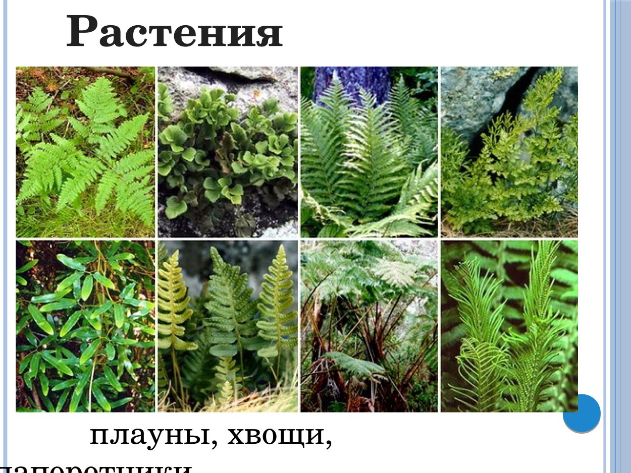 Высшие споровые растения