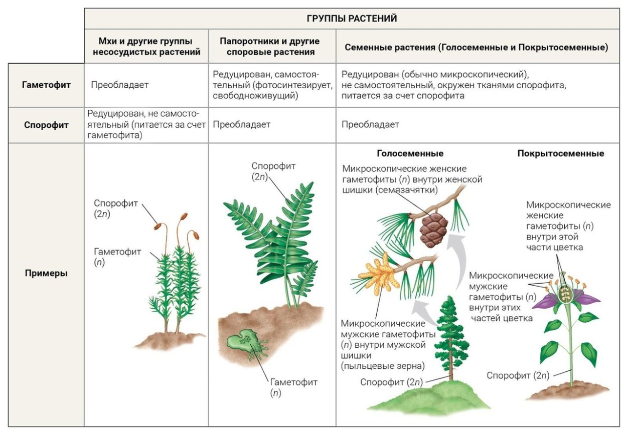 Гаметофит хвоща