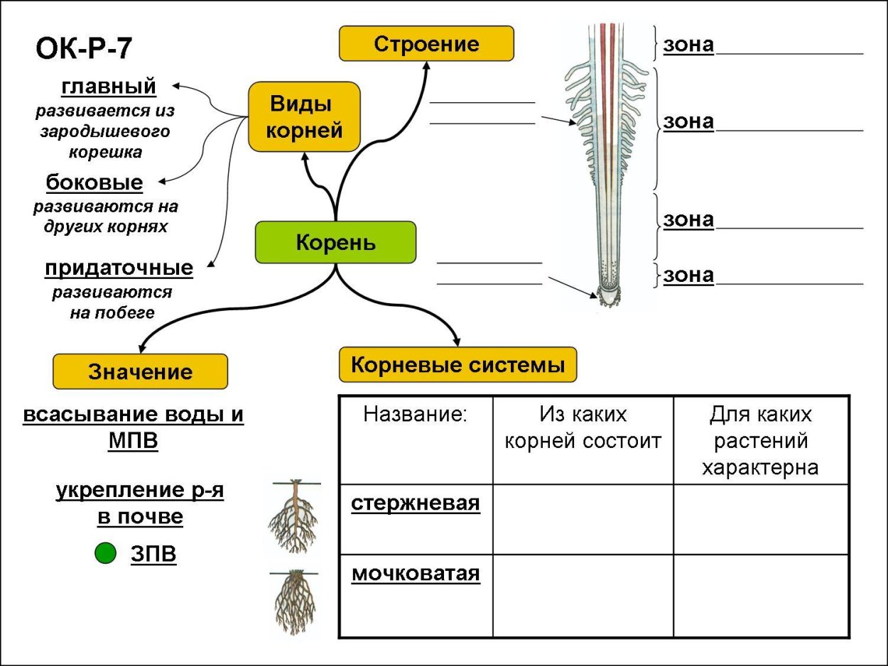Схема царство растений водоросли
