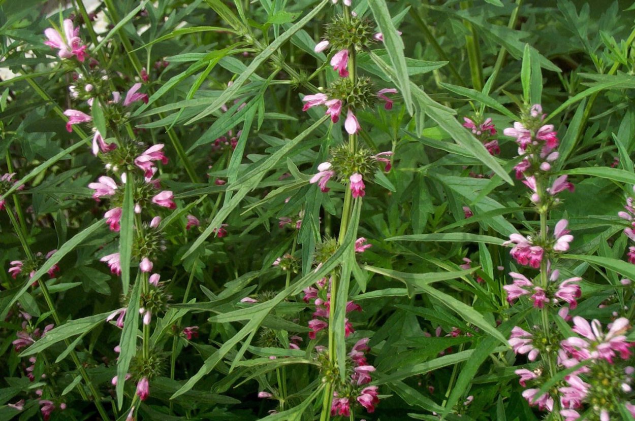 Суставник трава