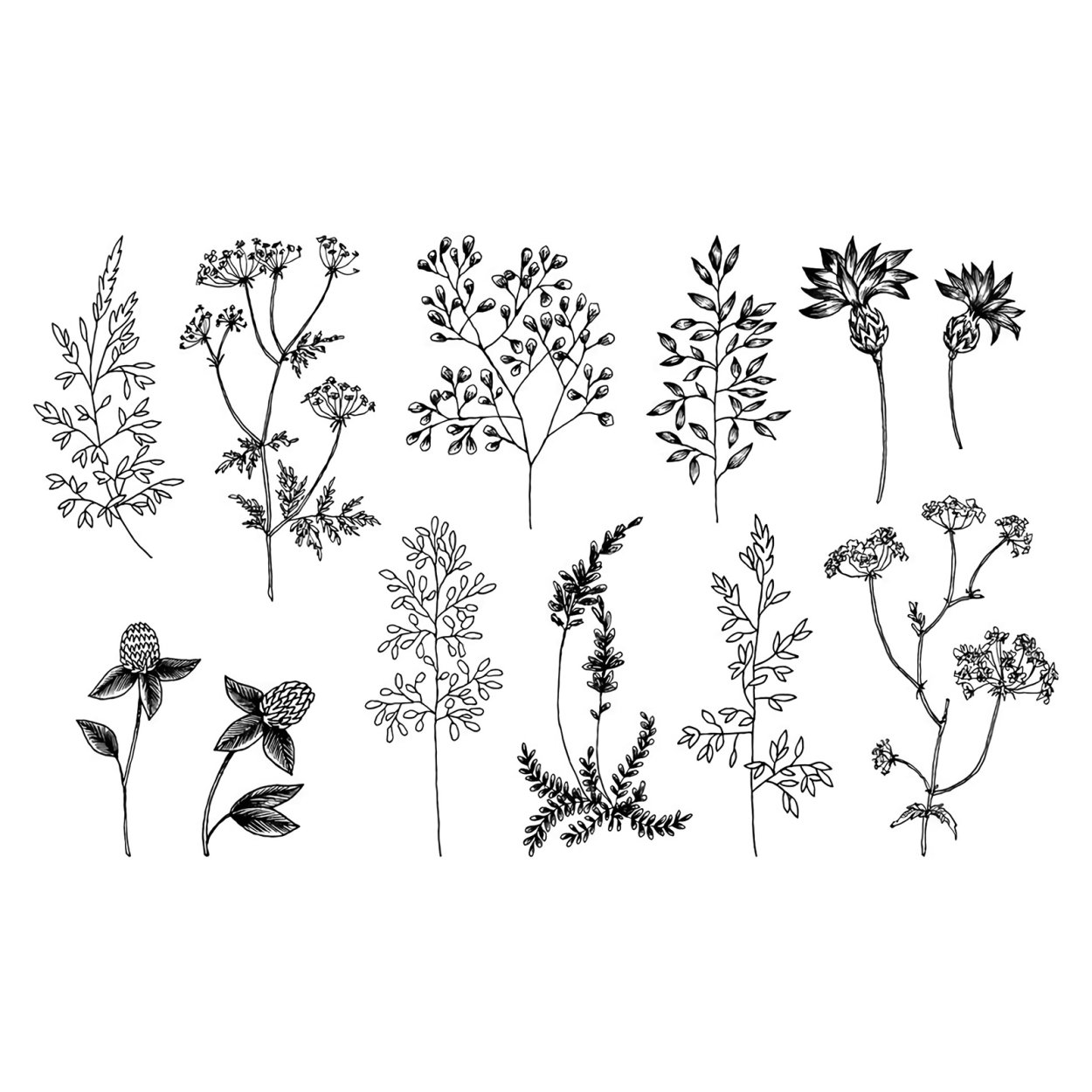 Наброски диких растений