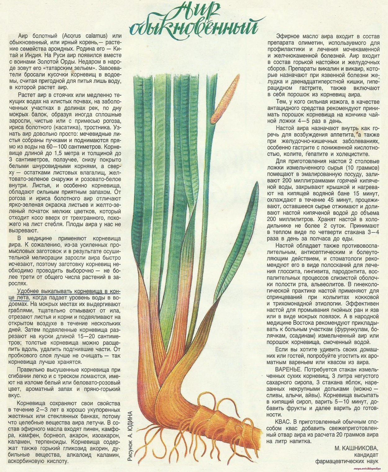 Корневая система аира болотного