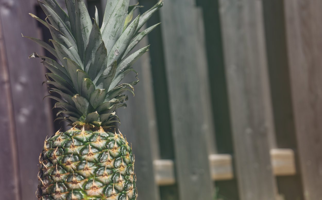 Ананас – ananas comosus