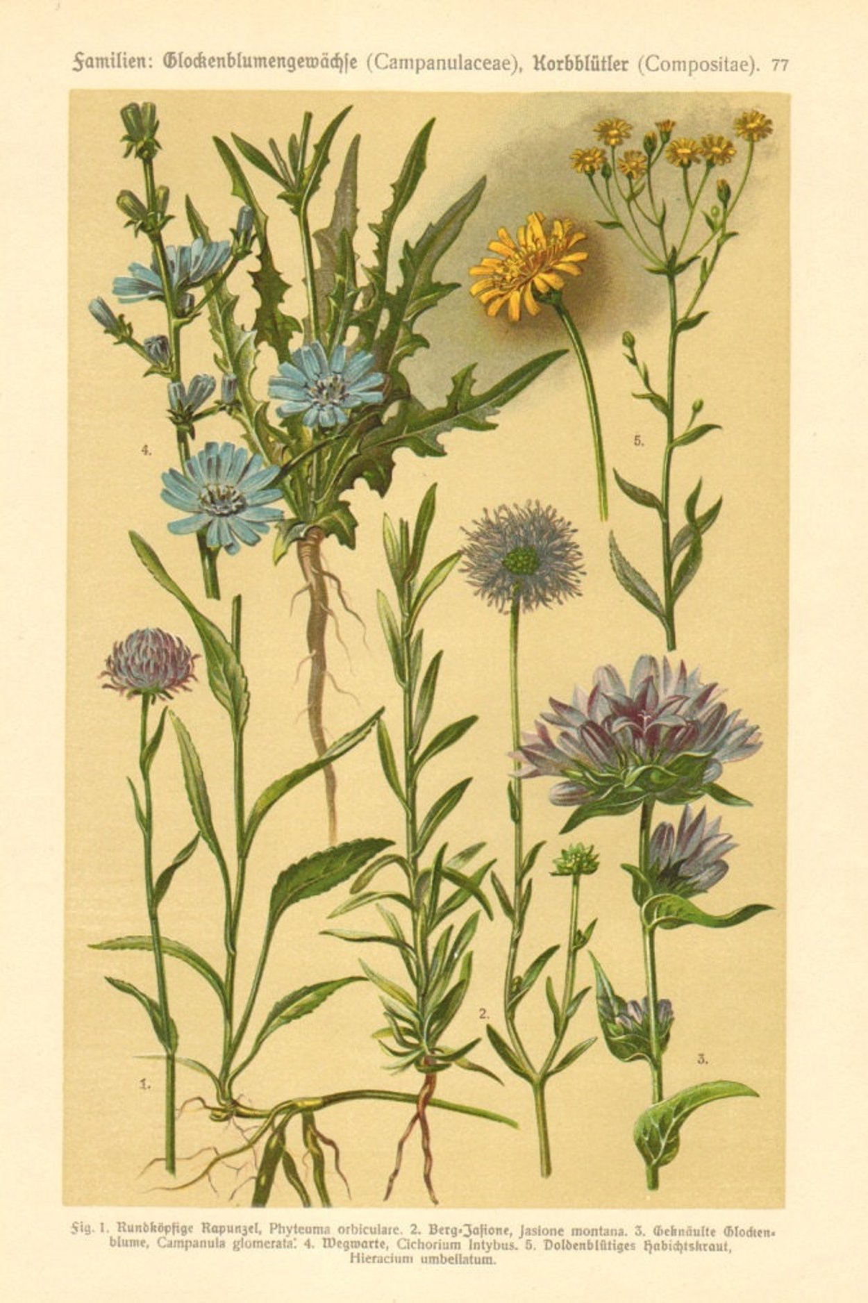 Букашник горный гербарий