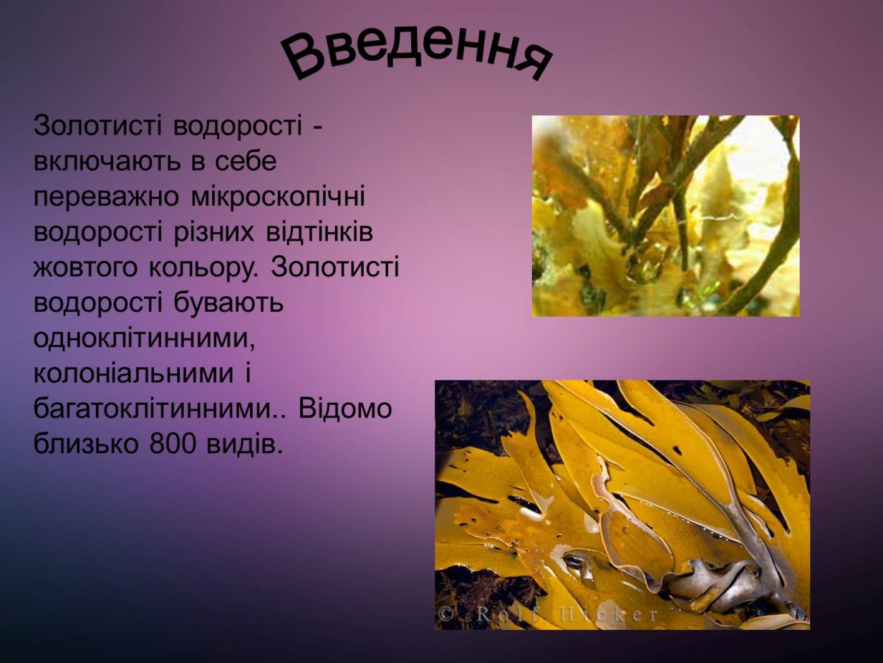 Золотистые водоросли