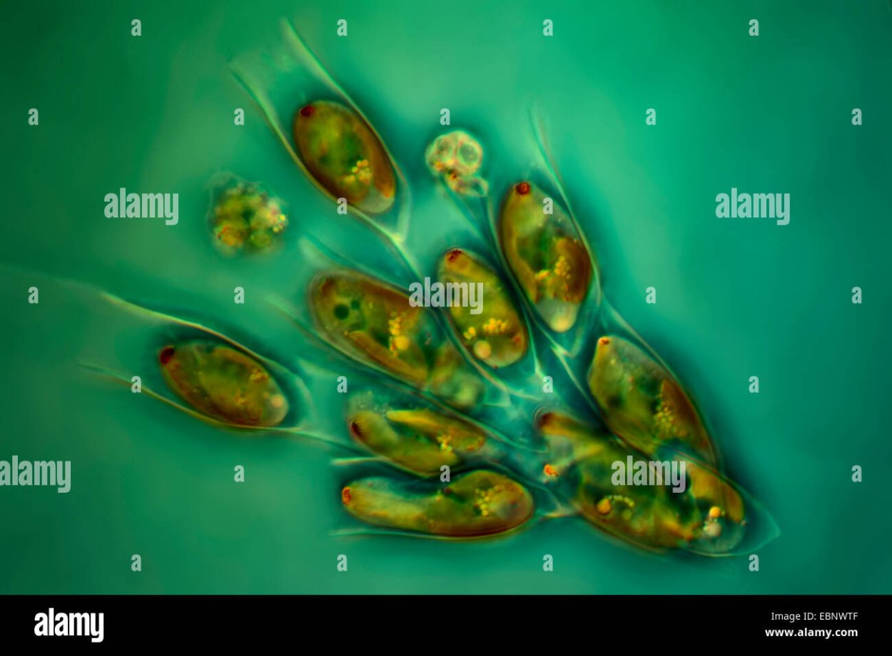 Золотистые водоросли динобрион