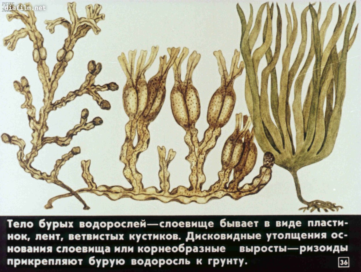 Бурые водоросли фукус строение