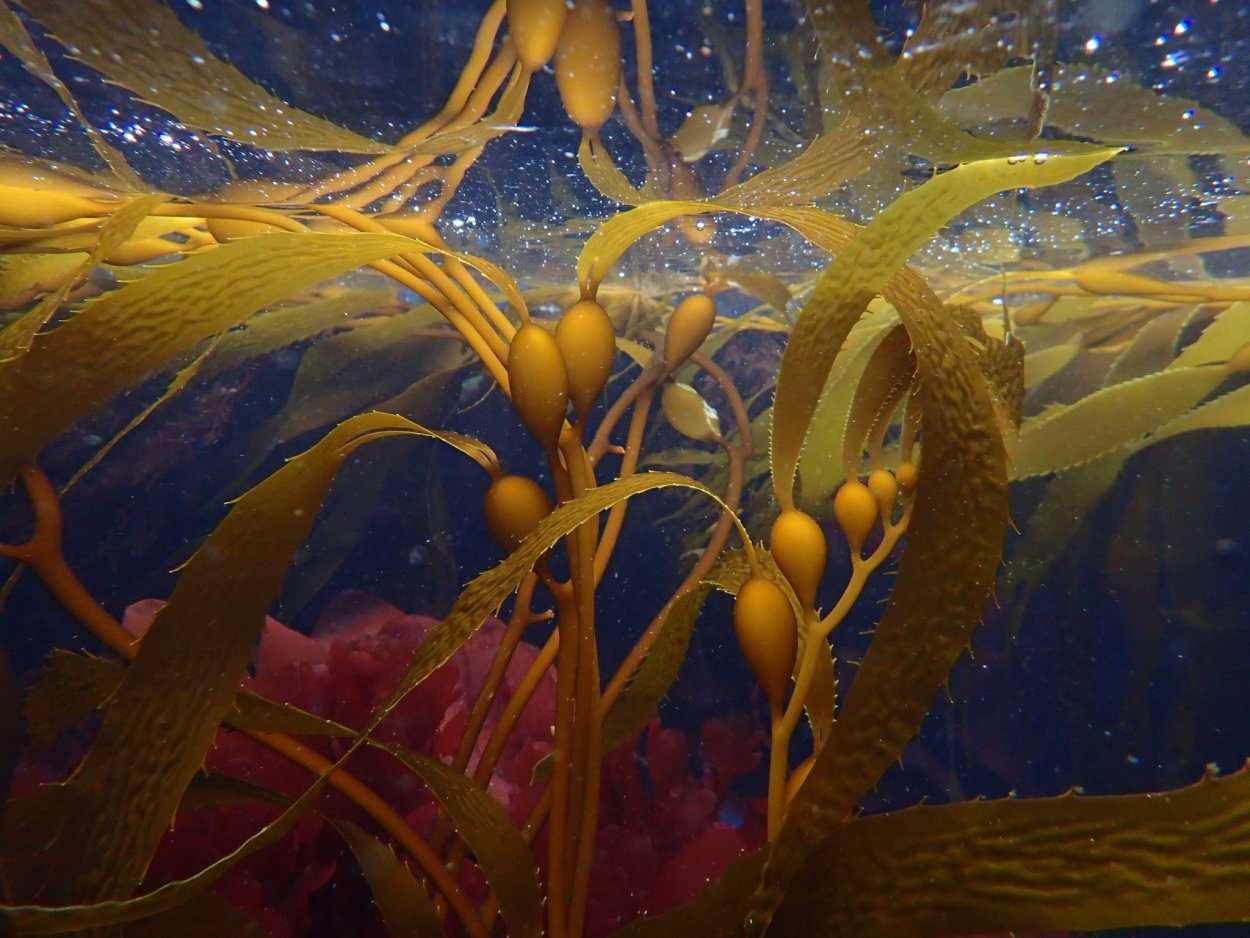 Бурая водоросль (Macrocystis pyrifera),