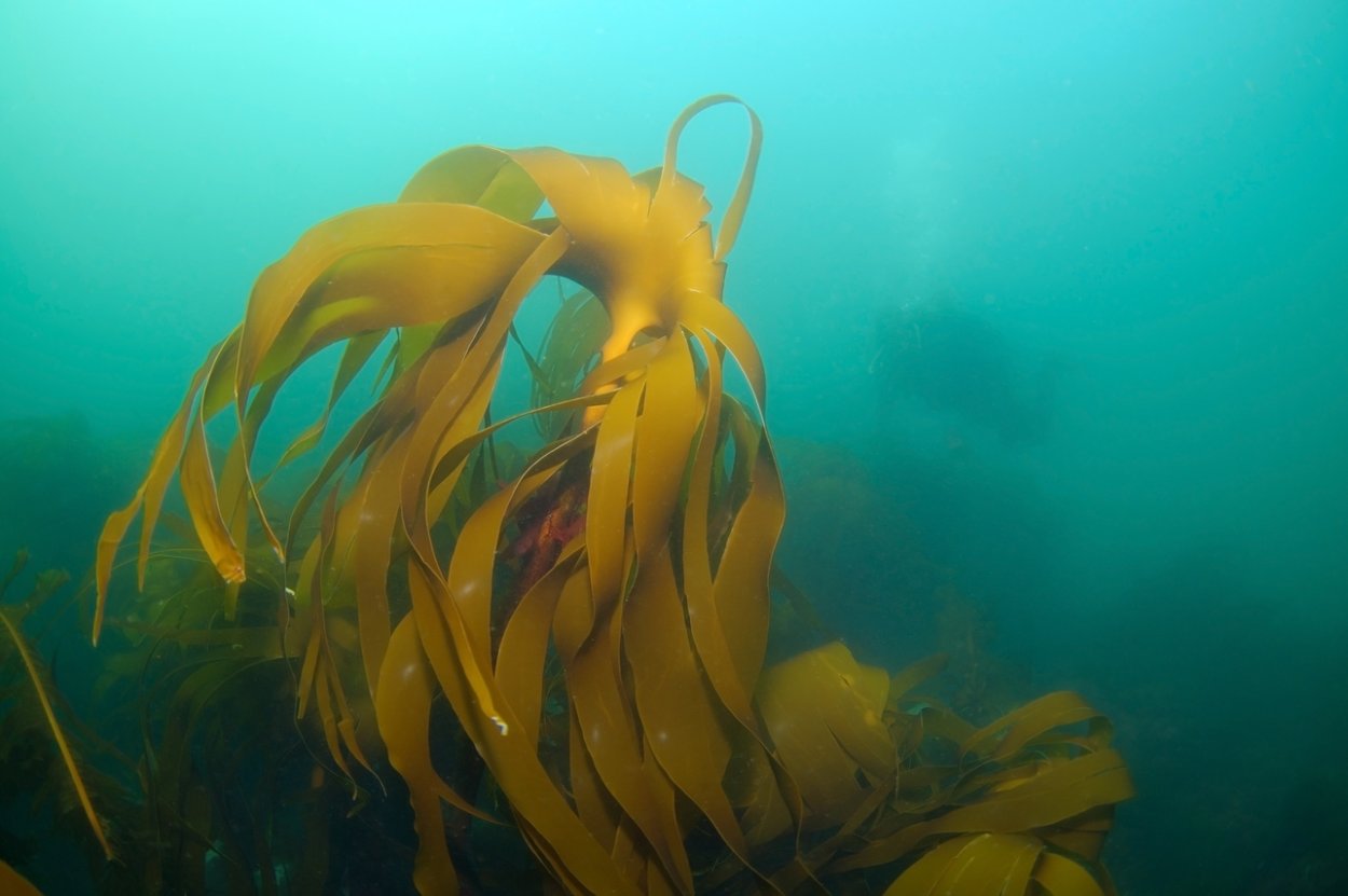 Бурые водоросли ботаника