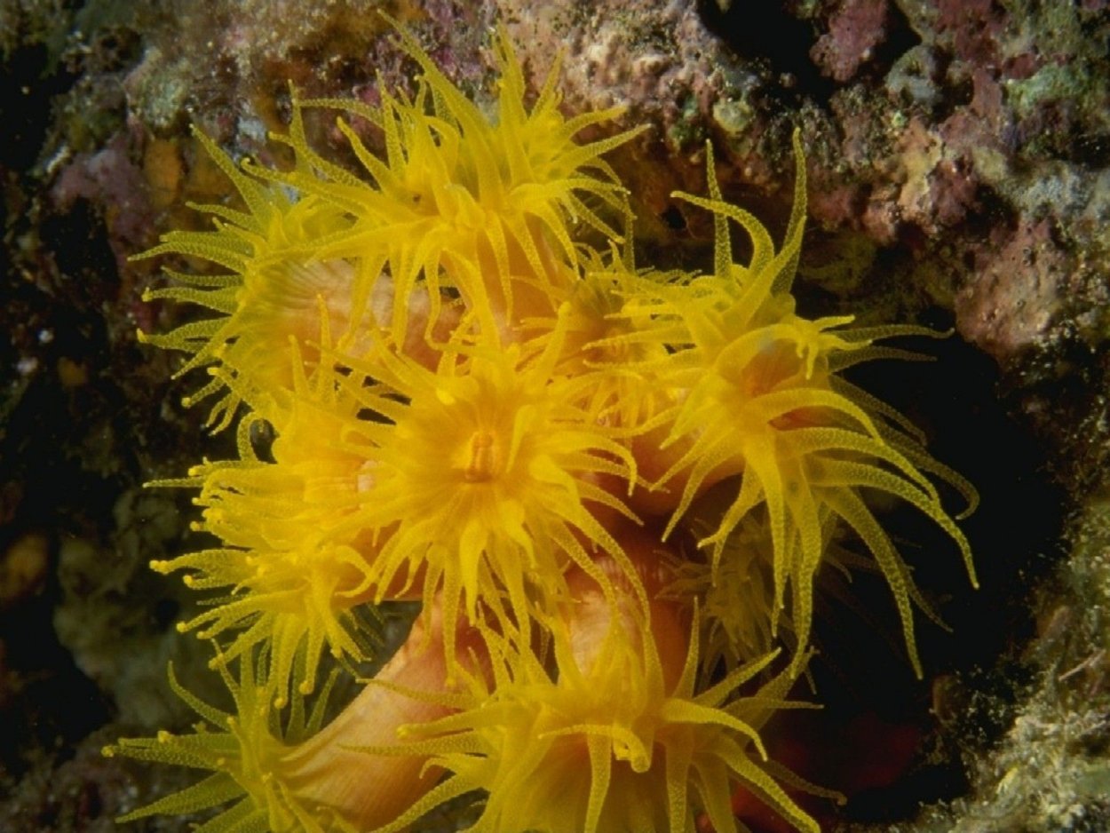 Протисты и хромисты