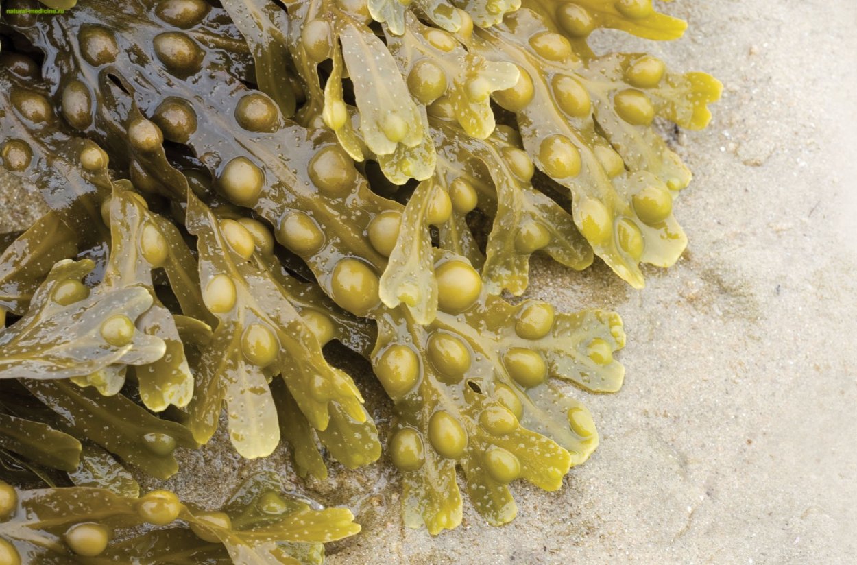 Фукусы морские водоросли