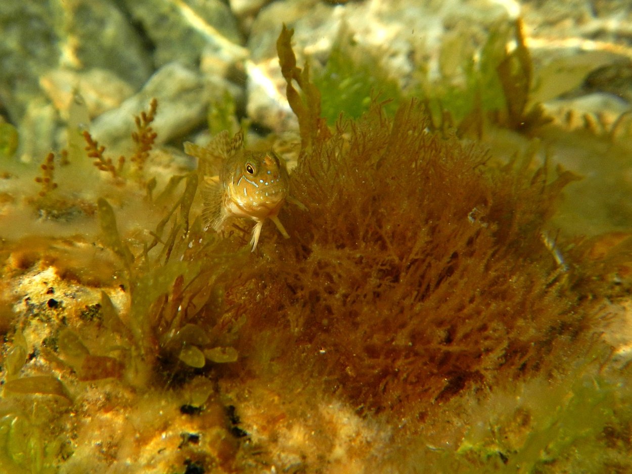 Гидрурус водоросль