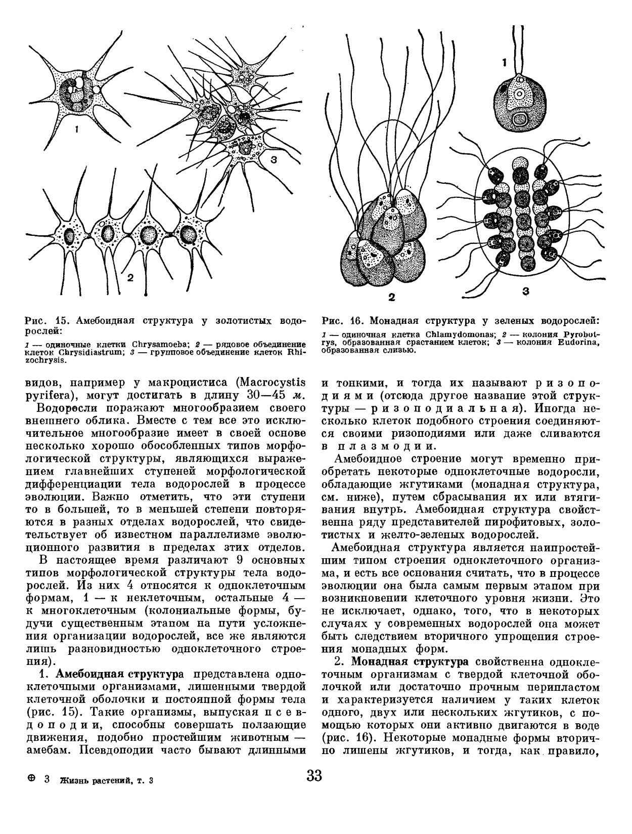 Саргассум водоросль