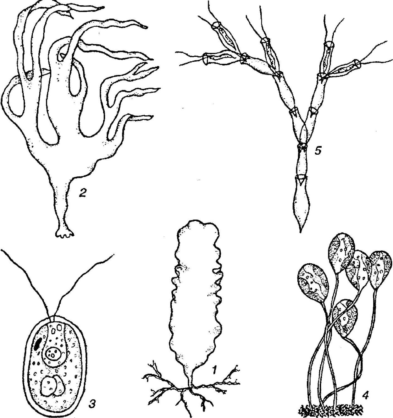 Бурые водоросли фукус