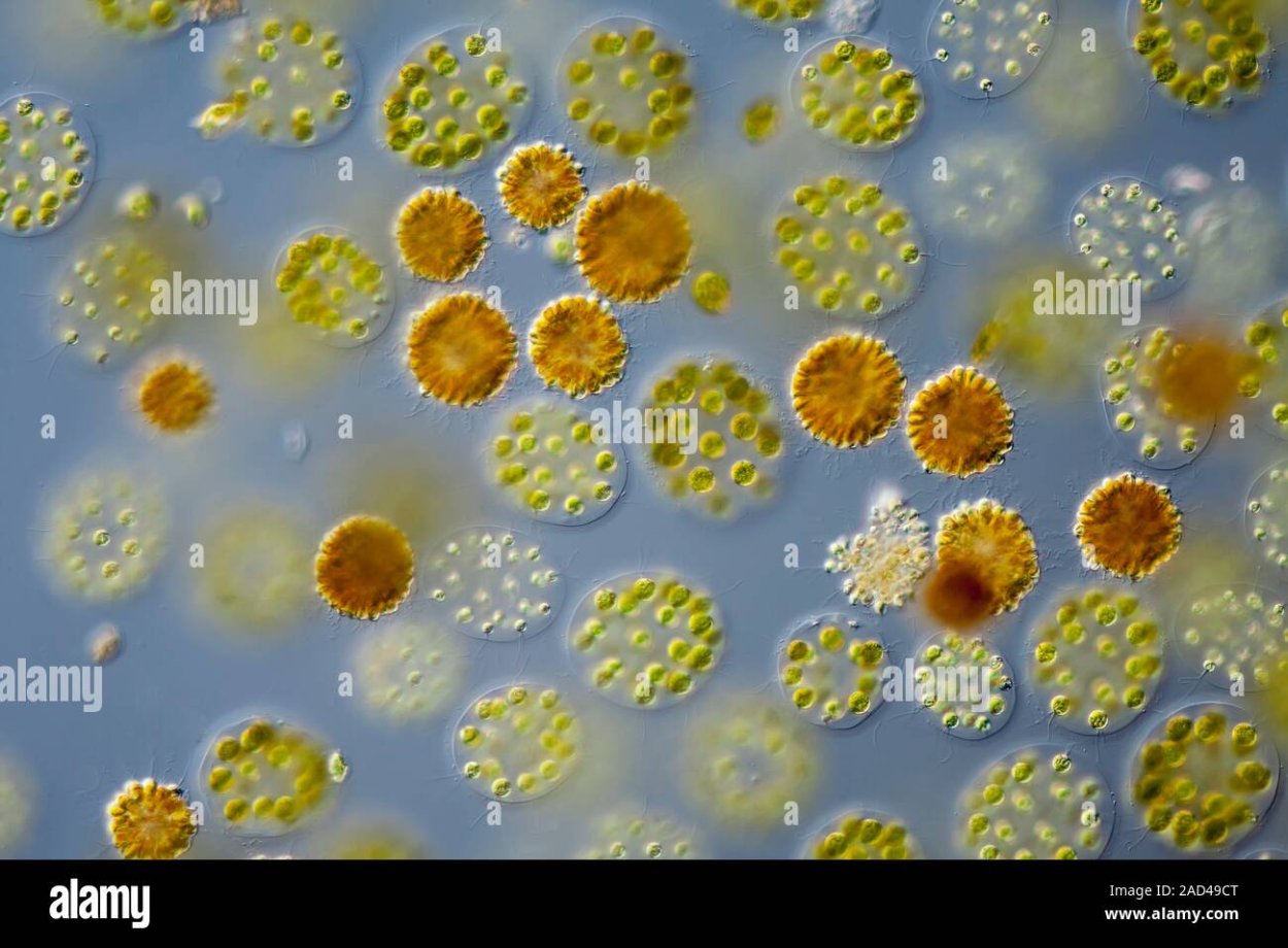 Масло водорослей