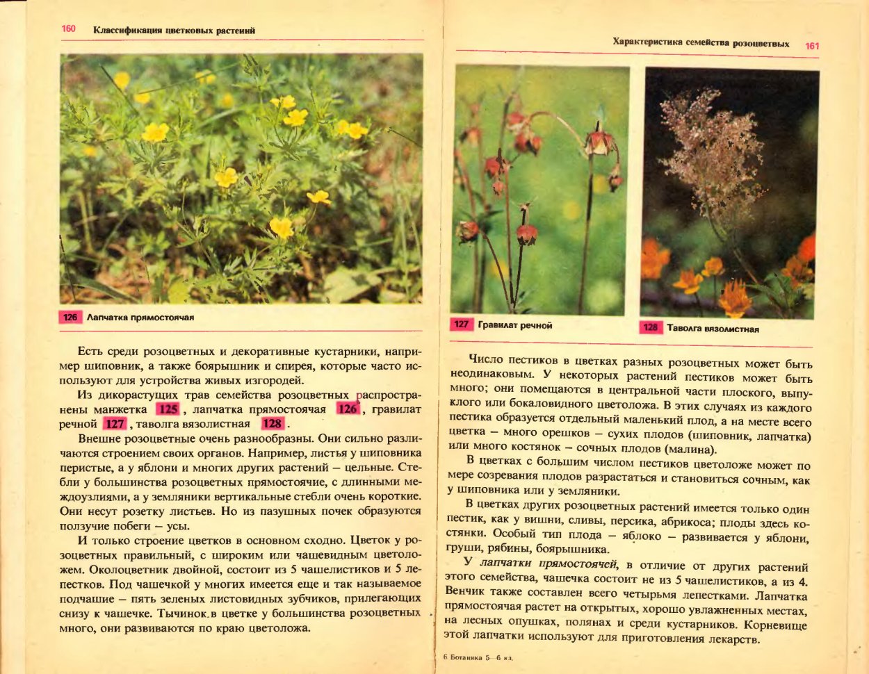 Шиповник собачий — Rosa Canina l.
