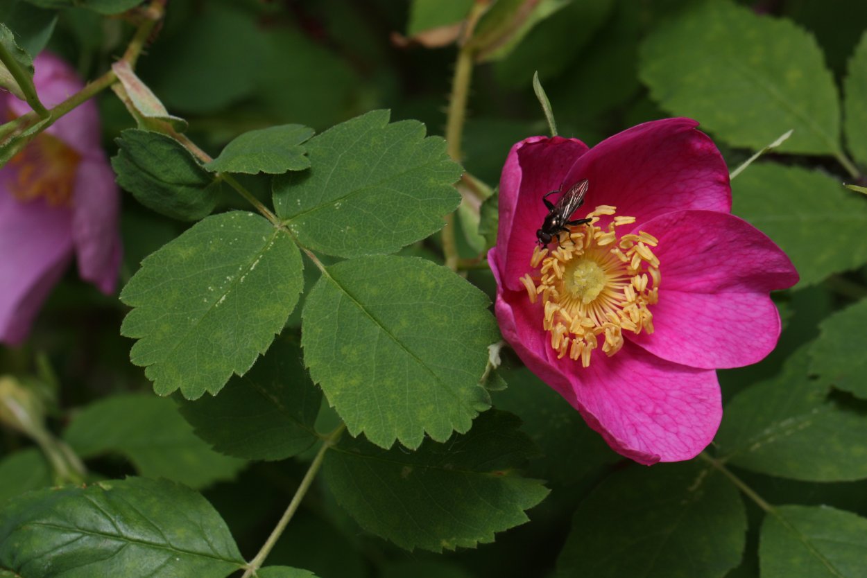 Rosa Canina роза
