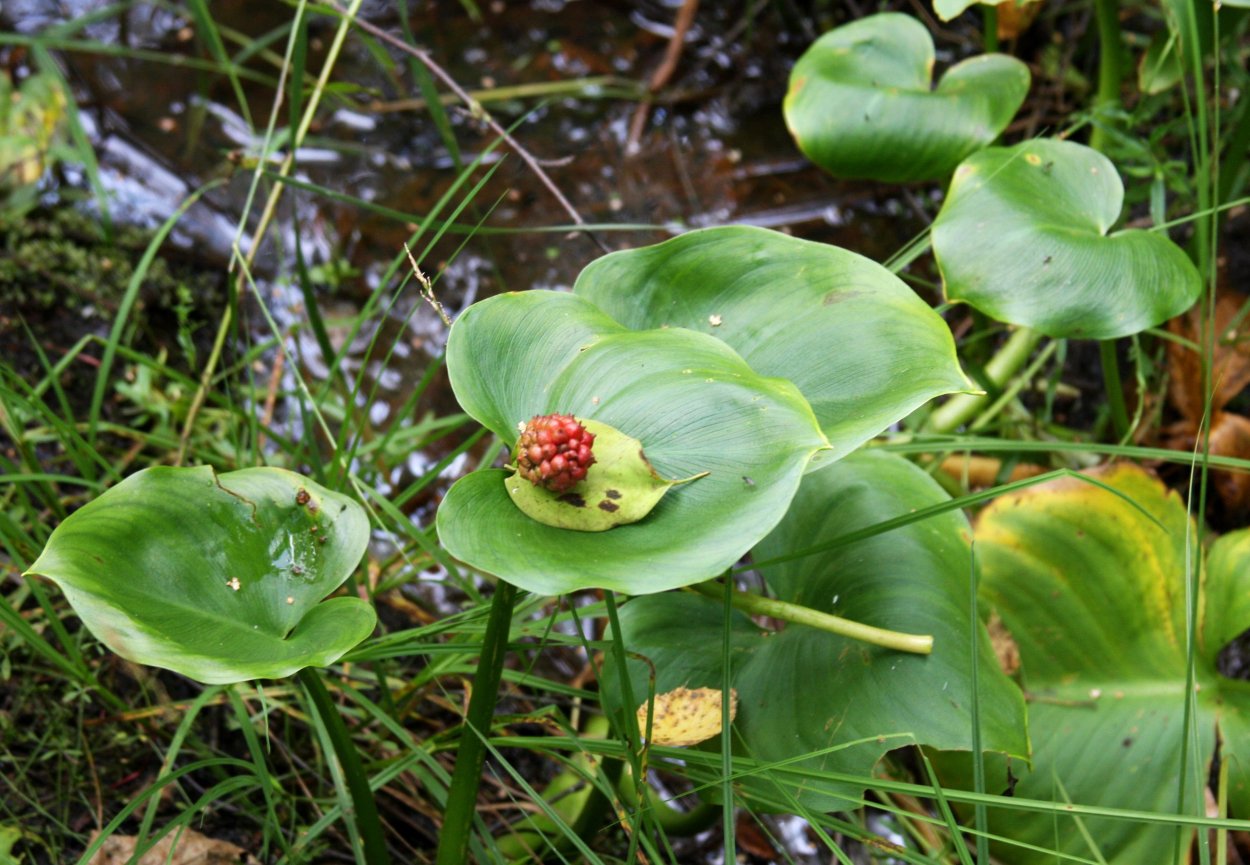 Растения национального парка Угра
