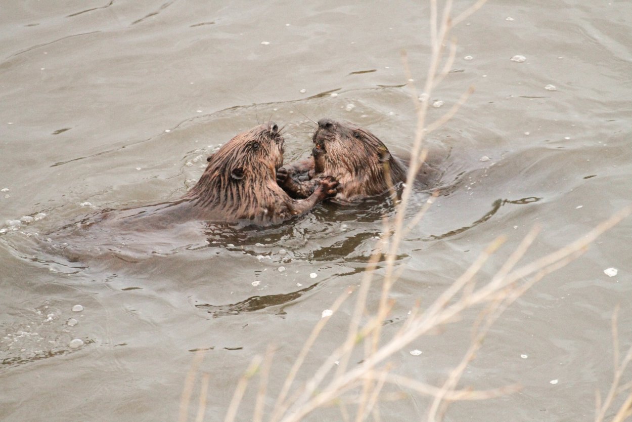 Растения и животные реки Тобол