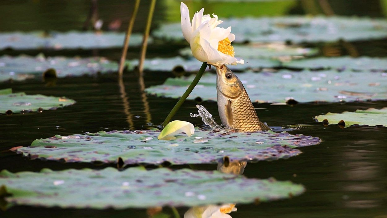 Речная выдра в Башкирии